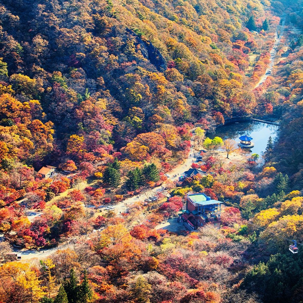 [일반버스] 가을빛정취 내장산내장사+백양사 애기단풍 정읍,장성 당일여행