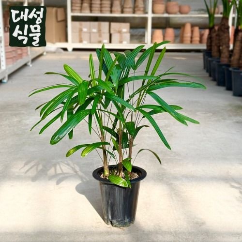관음죽 (H70) 대품 공기정화 냄새제거 전통적인 관엽식물 개업 집들이 화분 대성식물