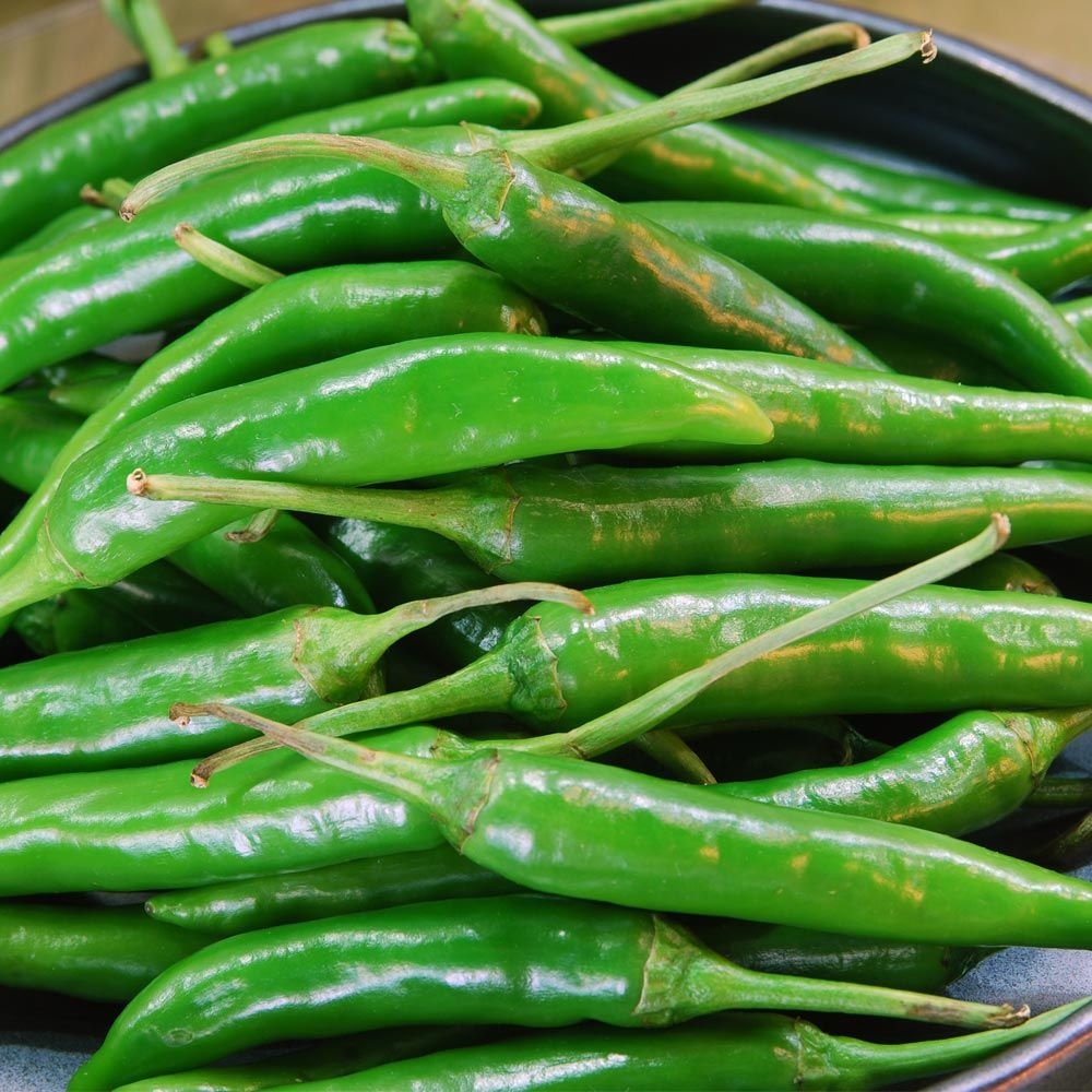 청양고추 오이고추 풋고추 꽈리고추 1kg (청양고추(상) 1kg)