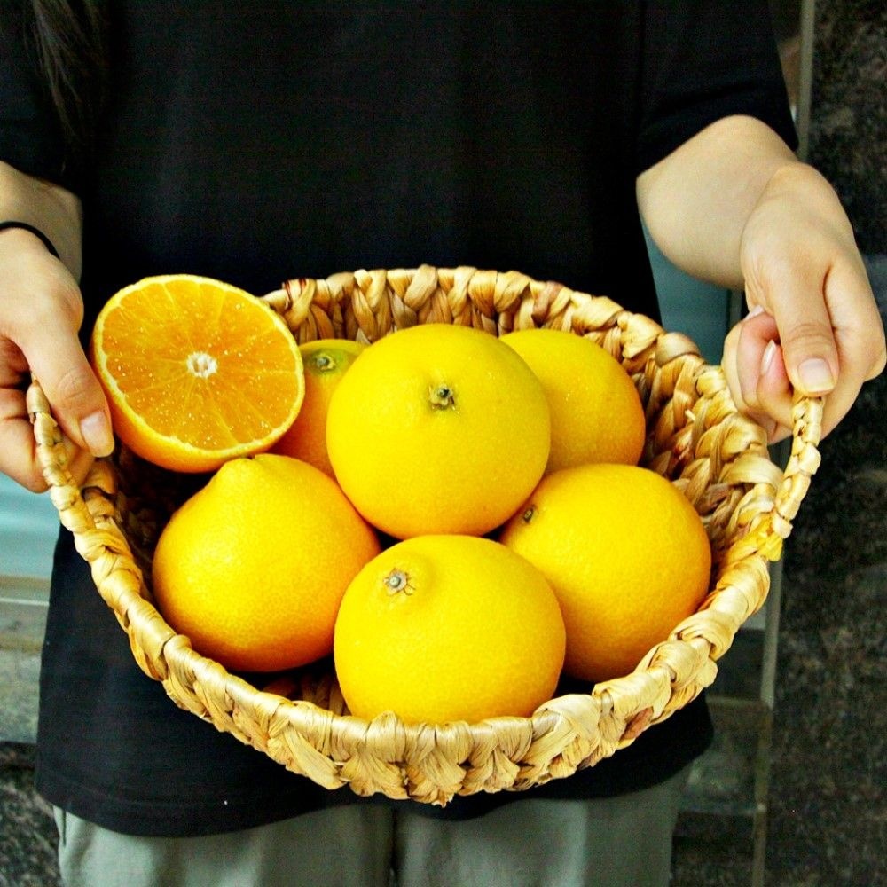 제주 황금향 10kg 프리미엄 제주감귤