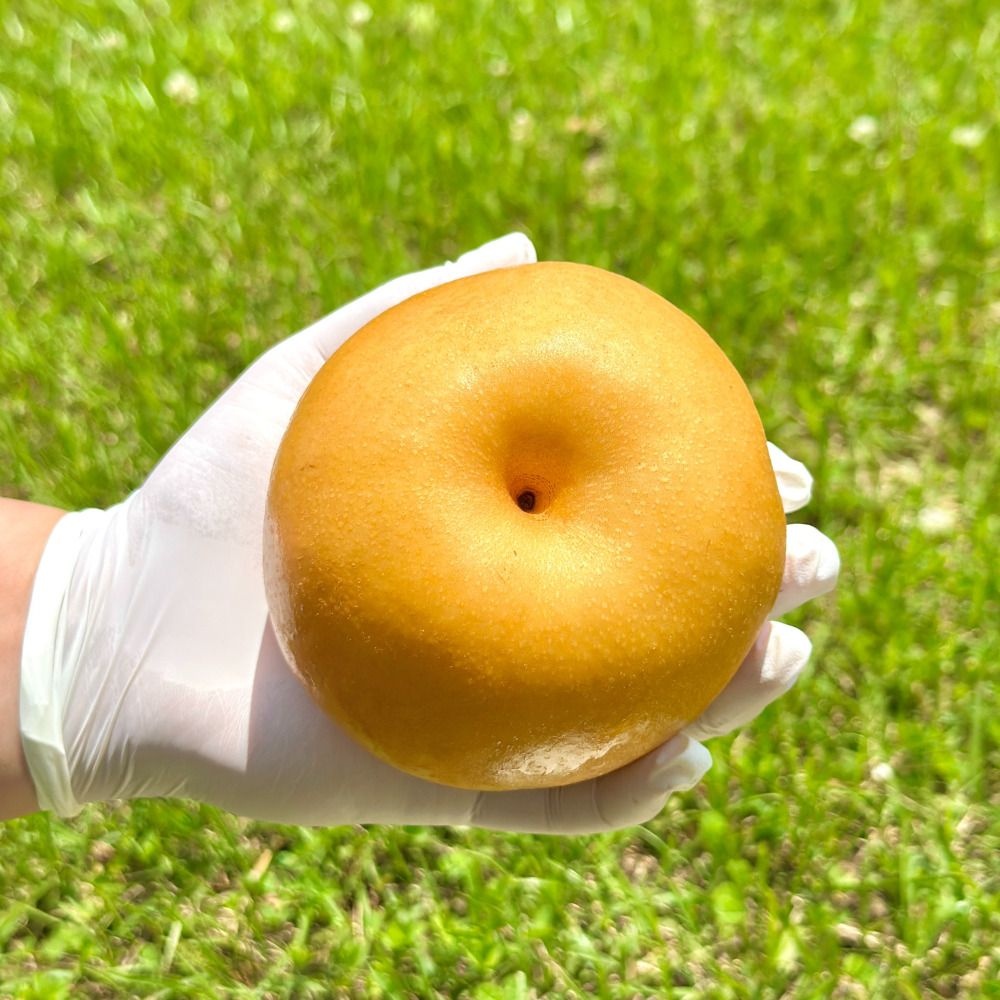 고당도 제철 배 가정용 화산 신고 원황 추황