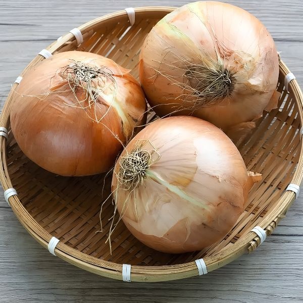 국내산 햇 양파 3kg 소
