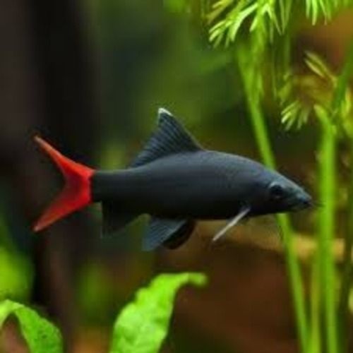 레드테일 블랙샤크 3~5cm 2마리