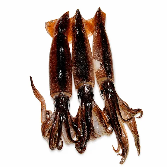 바다사나이 국내산 태안 활 오징어 1kg ,2kg, 3kg (kg당 3~5미)