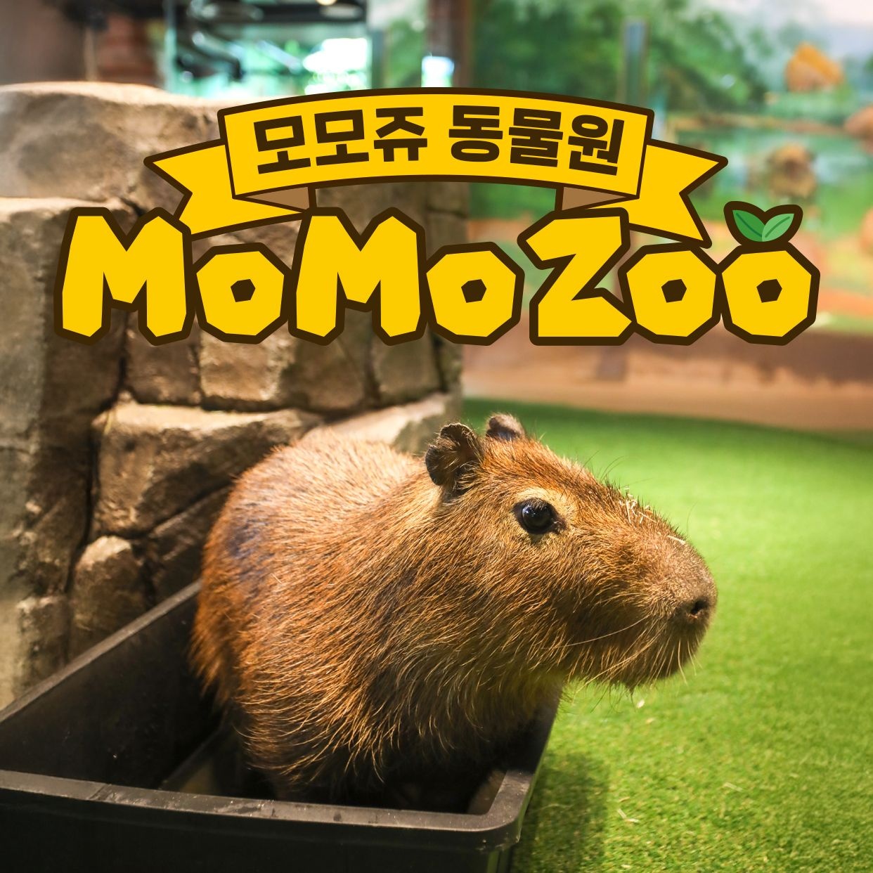 제주 모모쥬 동물원 입장권, 구매일로부터 30일이내 이용가능