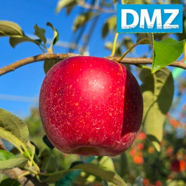 [농할 국내산][첫출하/DMZ 철원사과] 고당도 철원사과 아리수/홍로 [3kg-5kg]