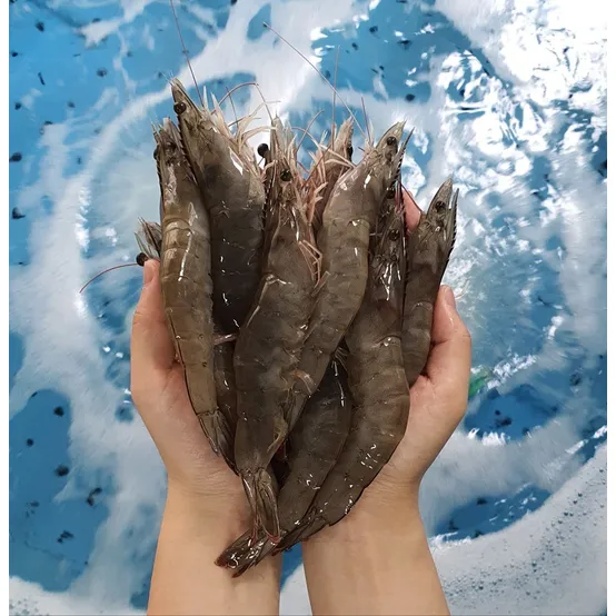 [APP전용]당일작업 생물 흰다리새우 1kg 25미 내외(특)/30미 내외(대)사이즈 