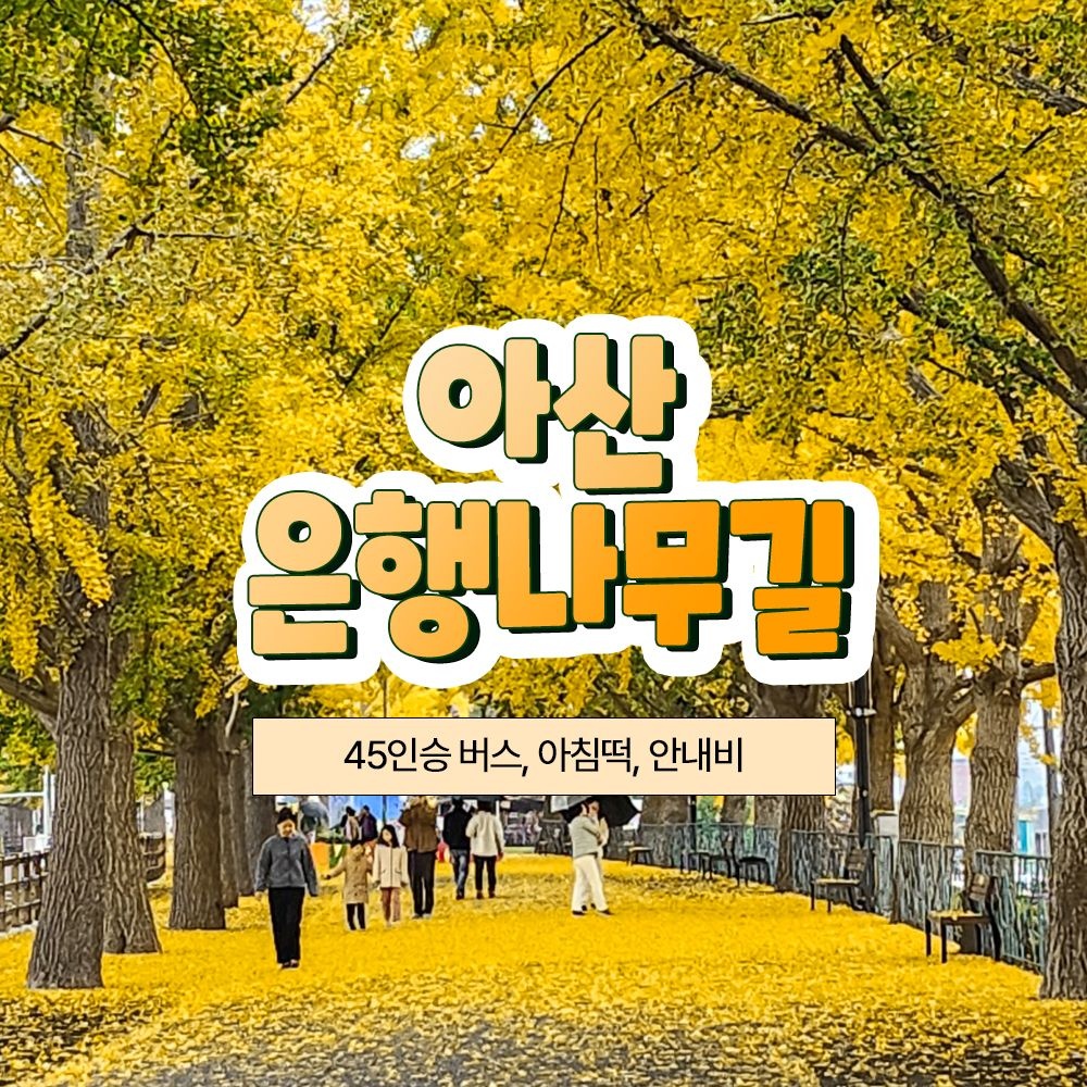 여행자클럽 [충남] 아산 은행나무길과 청남대 단풍 당일