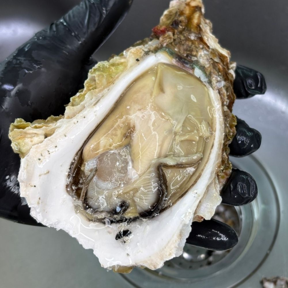 통영 자연산 바위굴 생굴 3kg