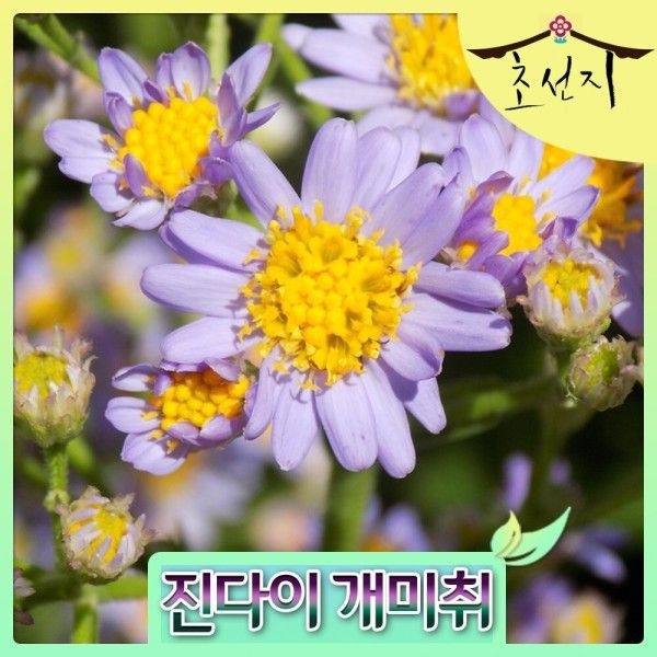 초선지 진다이 개미취 15cm 포트 가을 야생화 희귀종