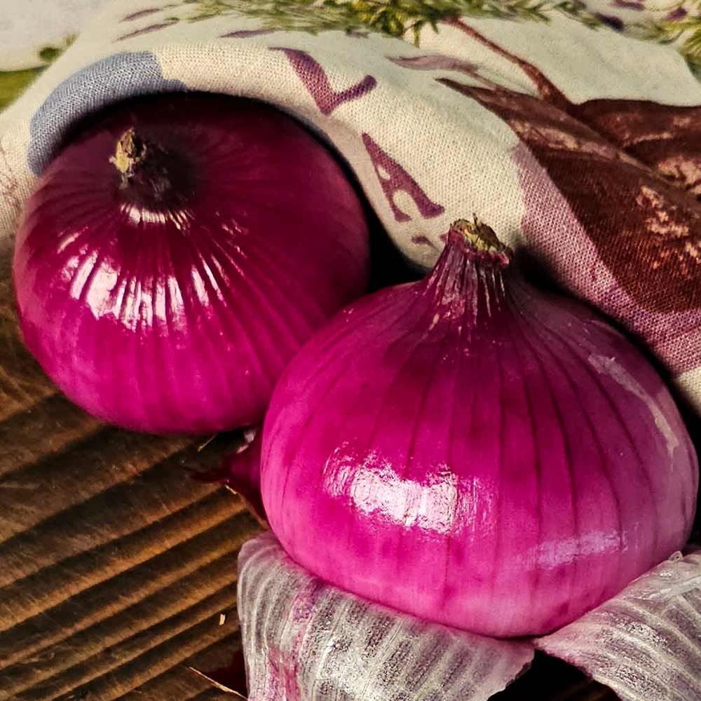 [26년 자색 햇 양파] 단단한  햇 자색 양파 5kg,10kg  자주색 적양파