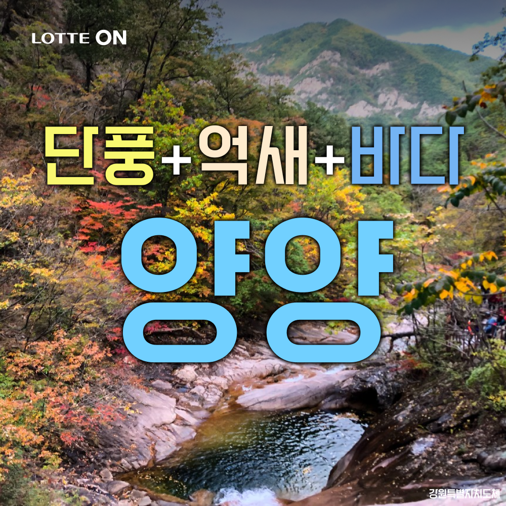 [당일여행] 단풍+억새+바다 양양 설악산 주전골 단풍, 남대천 억새밭, 하조대