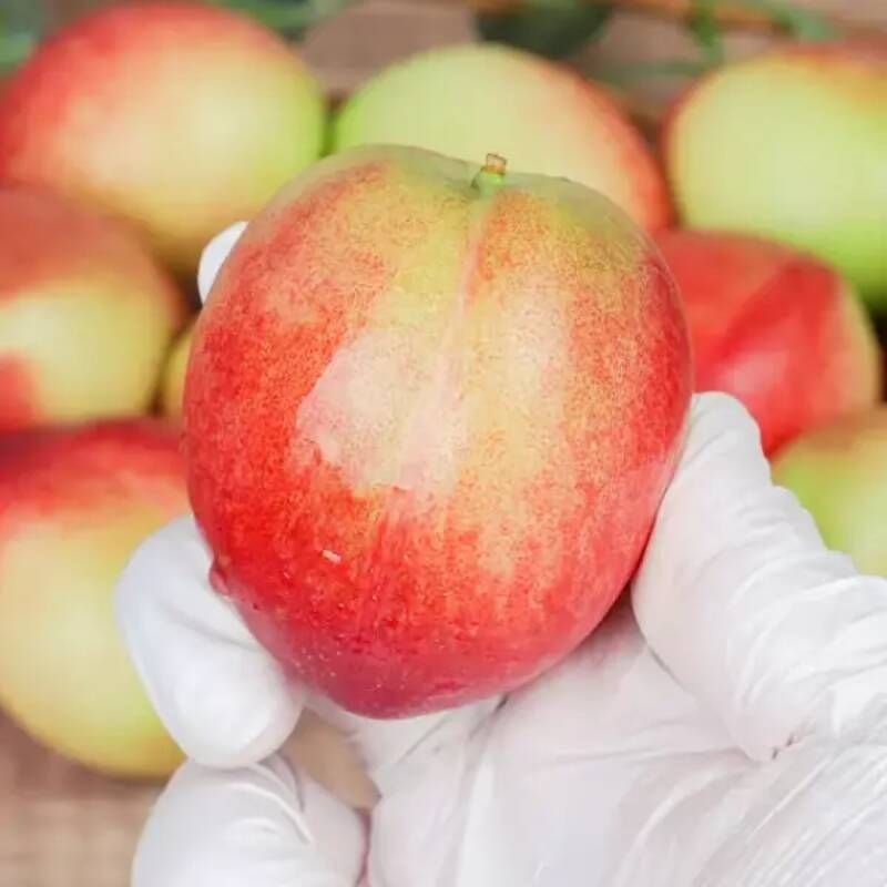 UnKnown 경산신비복숭아 딱딱한 납짝 고당도 대극천복숭아 딱딱이 신비 딱복 요즘과일 납작 복숭아 제철