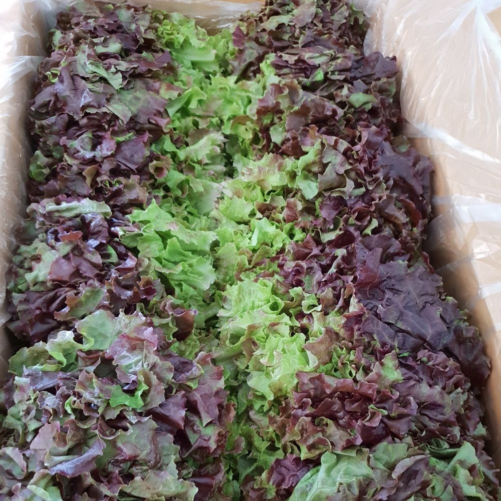 강원도 삽당령 고냉지 노지재배 상추 적상추 꽃상추 2kg, 4kg