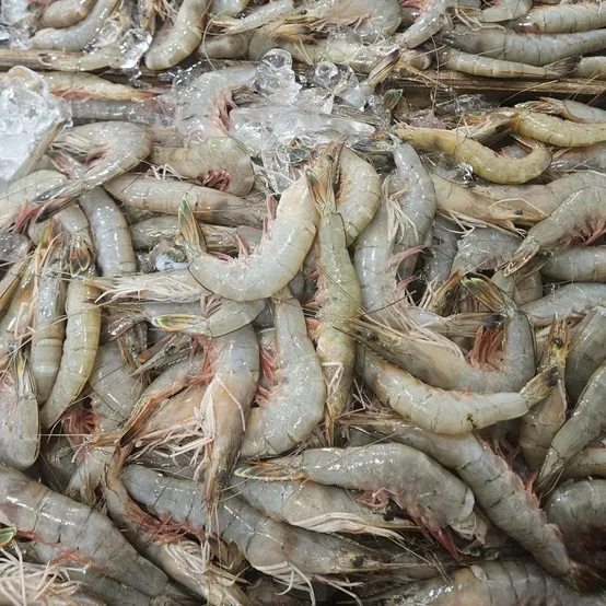 [APP전용] 제철 자연산 대하 새우 1kg 25미 내외