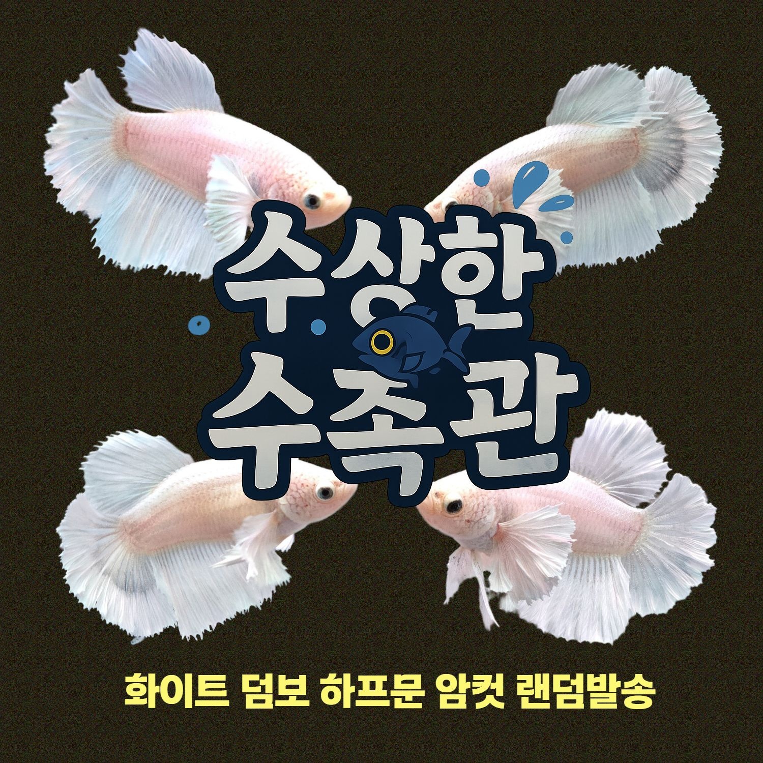 [수상한수족관] [하프문베타 ]화이트덤보 하프문 베타 암컷/ 1마리 /색상 랜덤발송
