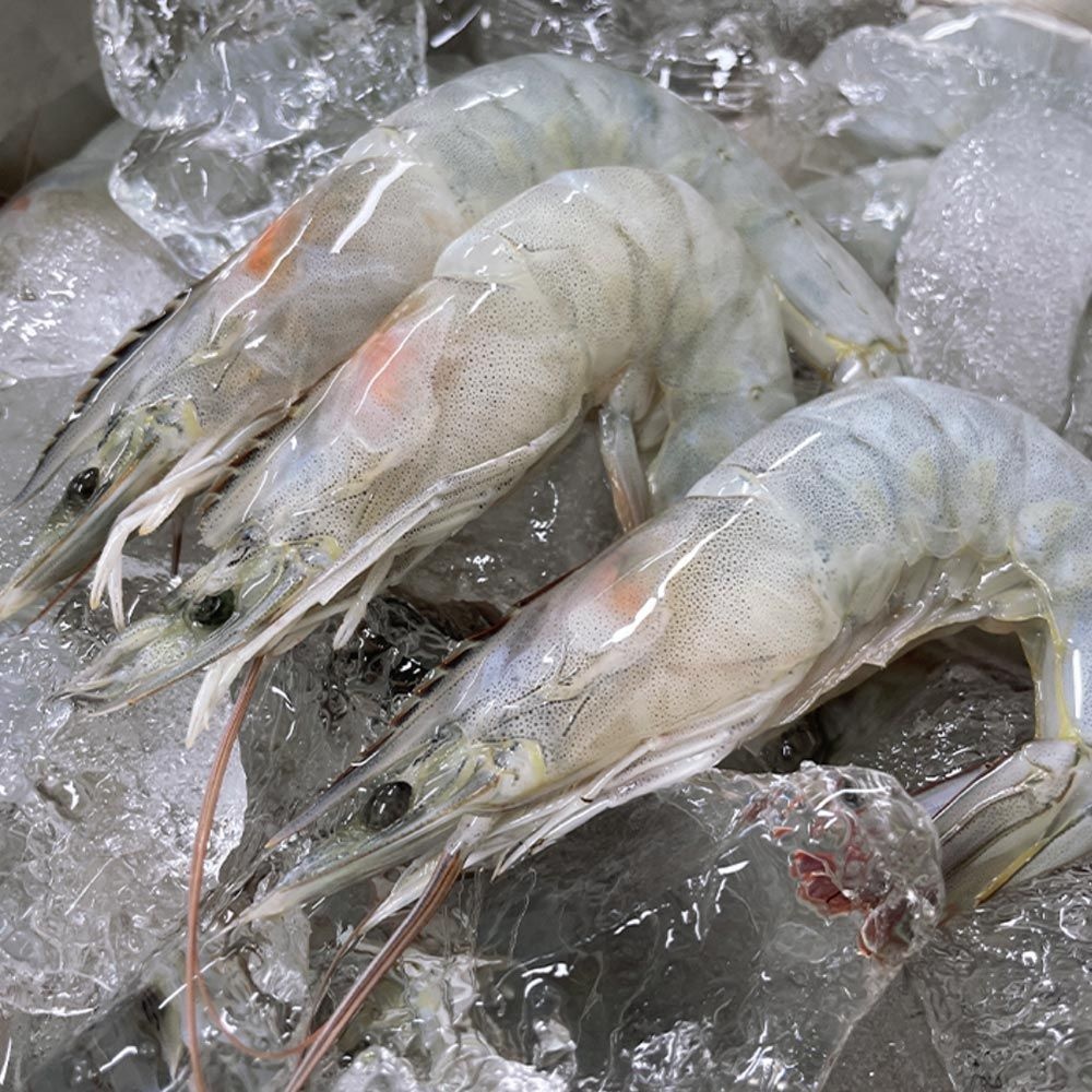 [롯데온] 국내산 활 흰다리새우 1kg 27~30미