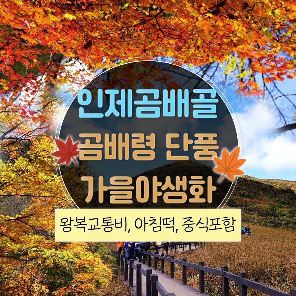 여행자클럽 [런트립] 강원 인제 곰배골로 오르는 곰배령 가을야생화와 단풍(곰배골 탐방로 : 귀둔리-곰배령) 트래킹 당일