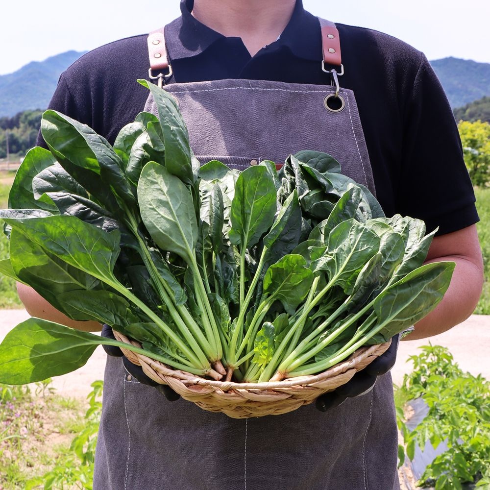 국내산 시금치 4kg 내외 가을 제철 노지 하우스