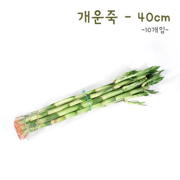 아트박스/에코키즈 개운죽 40cm-10p