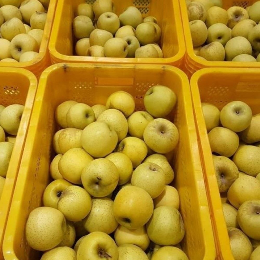 경북 주요 사과재배 협력농장 주스용 사과 시나노골드 10kg 랜덤 혼합과 착즙용 못난이사과