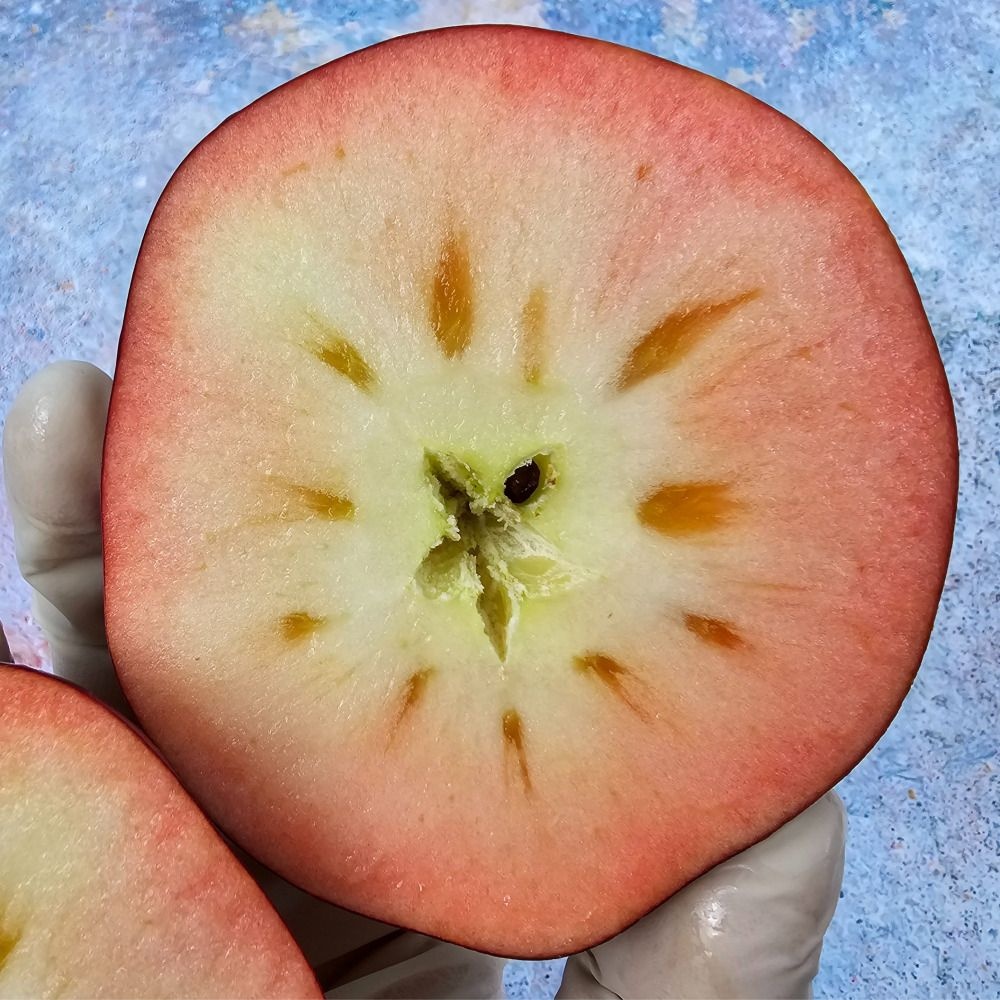 싱싱햇 엔부사과 애플피치 복숭아사과 꿀사과 2kg 3kg 5kg 10kg