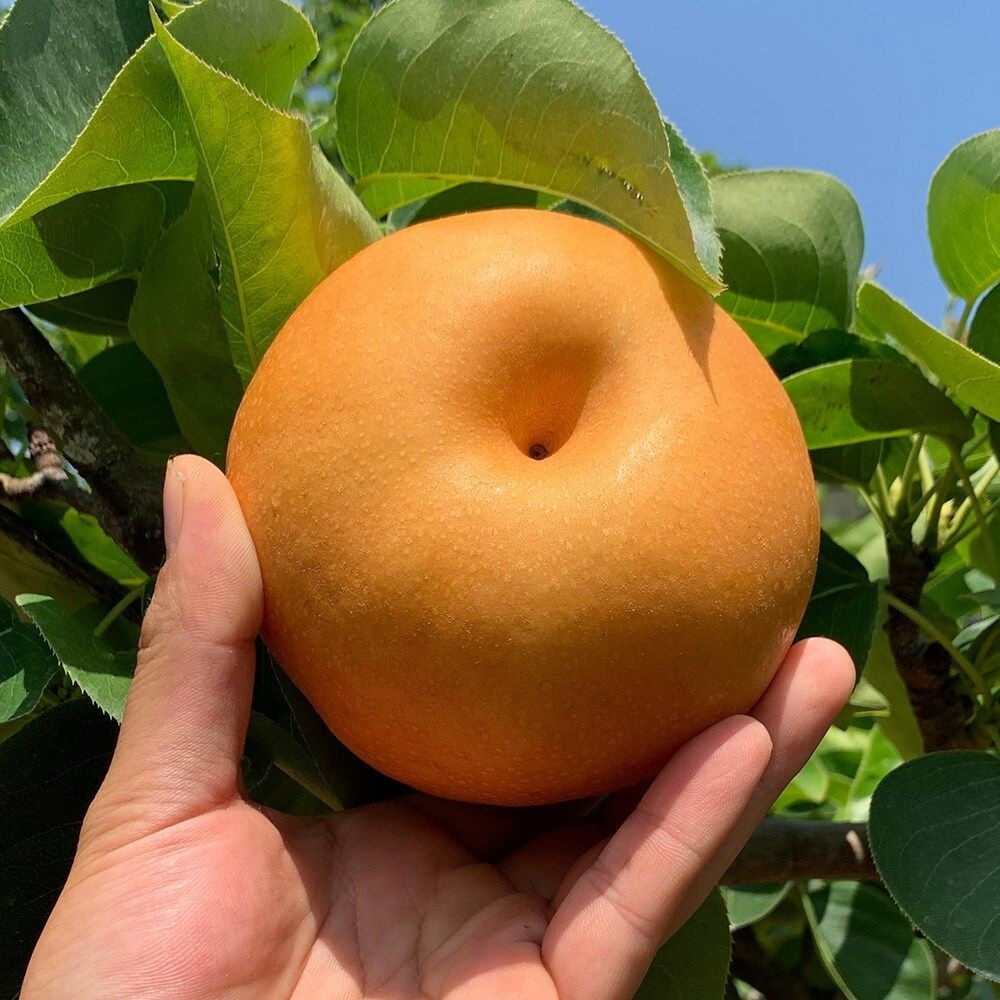 [산해직송] 가정용 나주배 5kg(10-16과 내외)