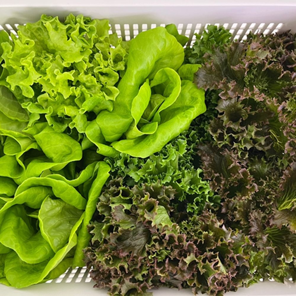 GAP인증 당일수확 유러피안 유럽 샐러드채소 1kg 2kg