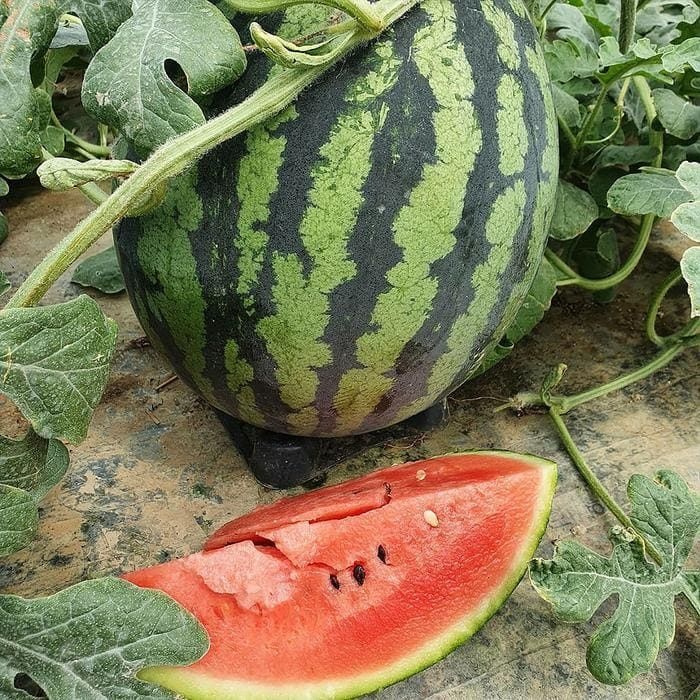 (현대Hmall) 고령 함안 꿀 수박 8kg 여름수박 고창수박 고령 수박 한통 함안수박 맛있는수박 고당도수박 하우스수박
