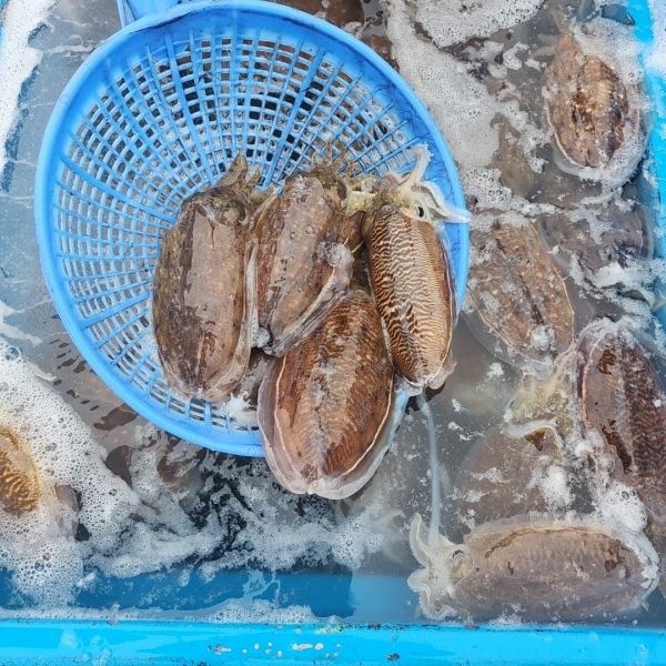 태안 활 갑오징어 1kg 생물 통찜 숙회 6미 내외