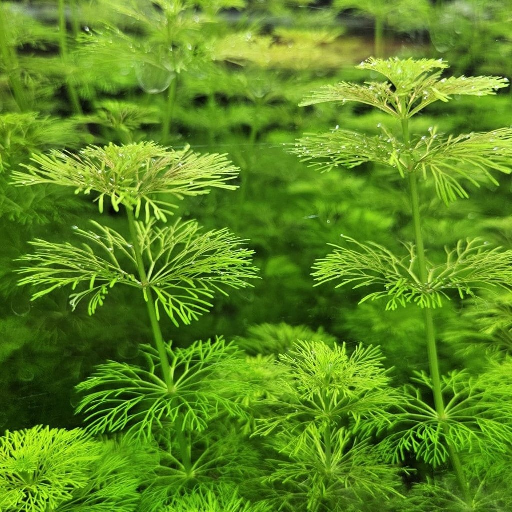 암브리아 10촉