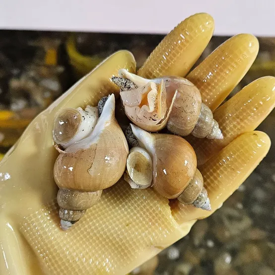 자연산 백골뱅이 1kg 참골뱅이 참소라 동해직송