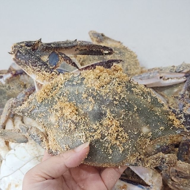 장보리 국내산 활 톱밥꽃게 3kg