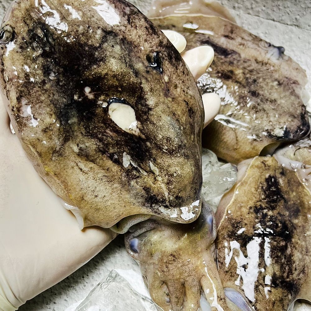 [파인밀][파인밀] 당일조업 제철 생물 활 갑오징어 1kg(kg당 4-6미내외)