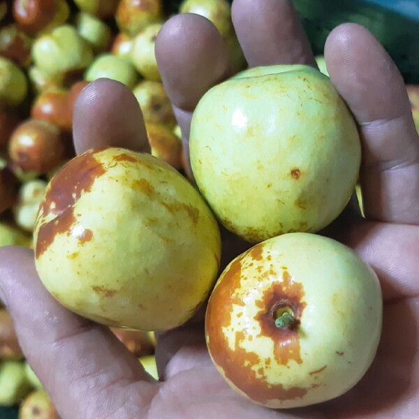 [푸드맛봄] 국내산 산지발송 추황사과대추 특 1kg/45개내외