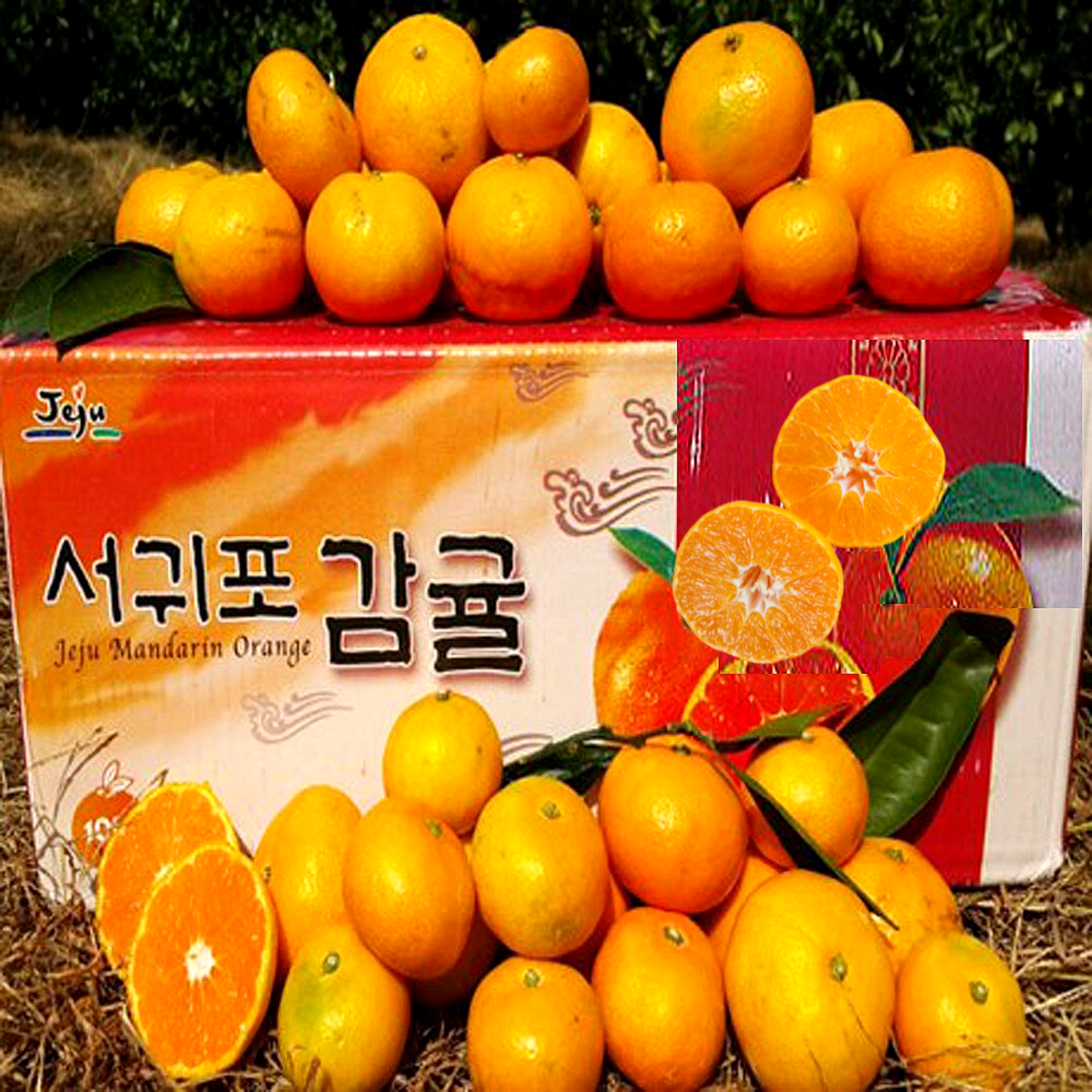 [황금농원]서귀포감귤10kg중대과(L-2L)