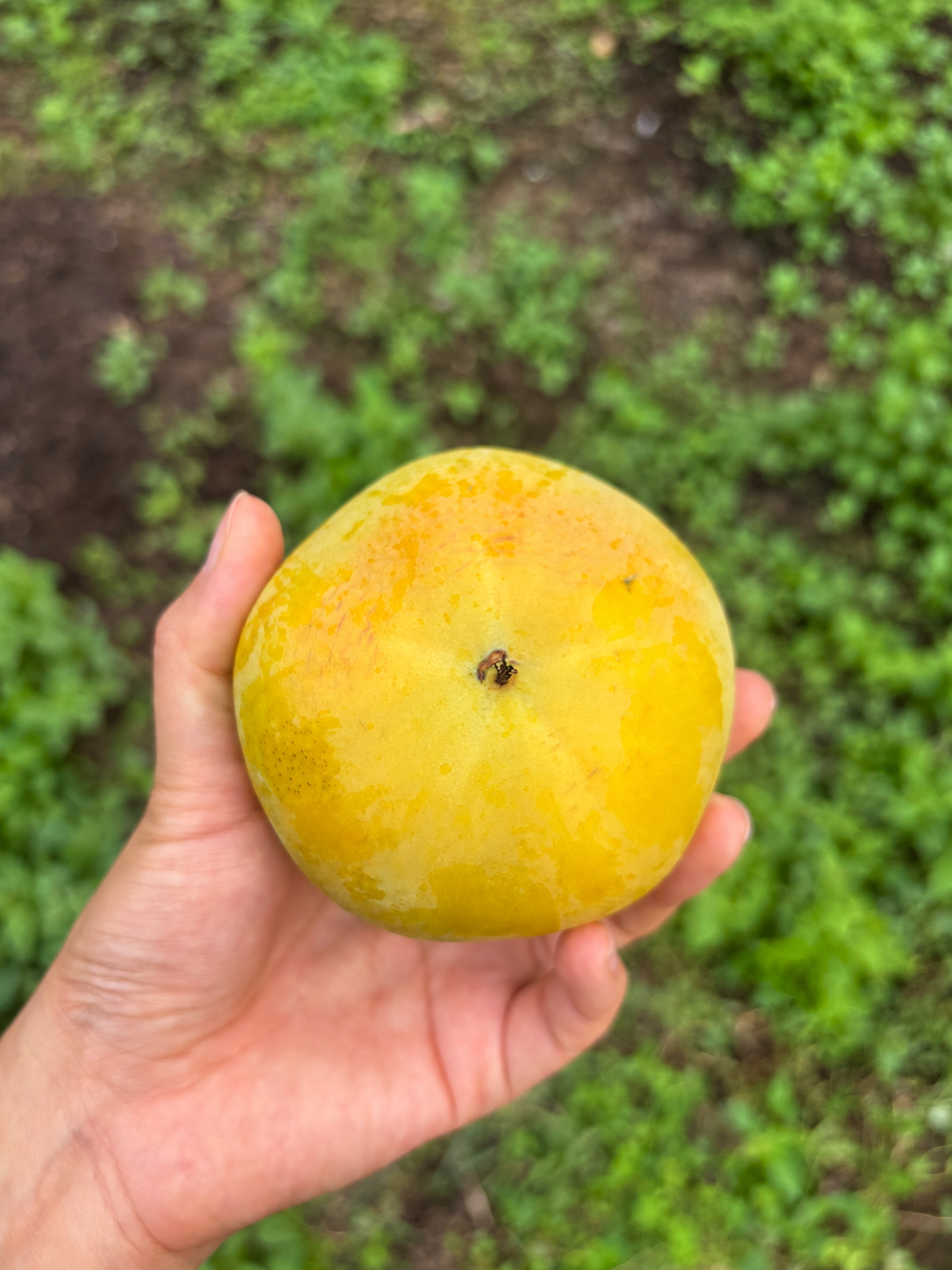 경상도 태추단감 고당도 아삭한 단감 1kg 2kg 3kg