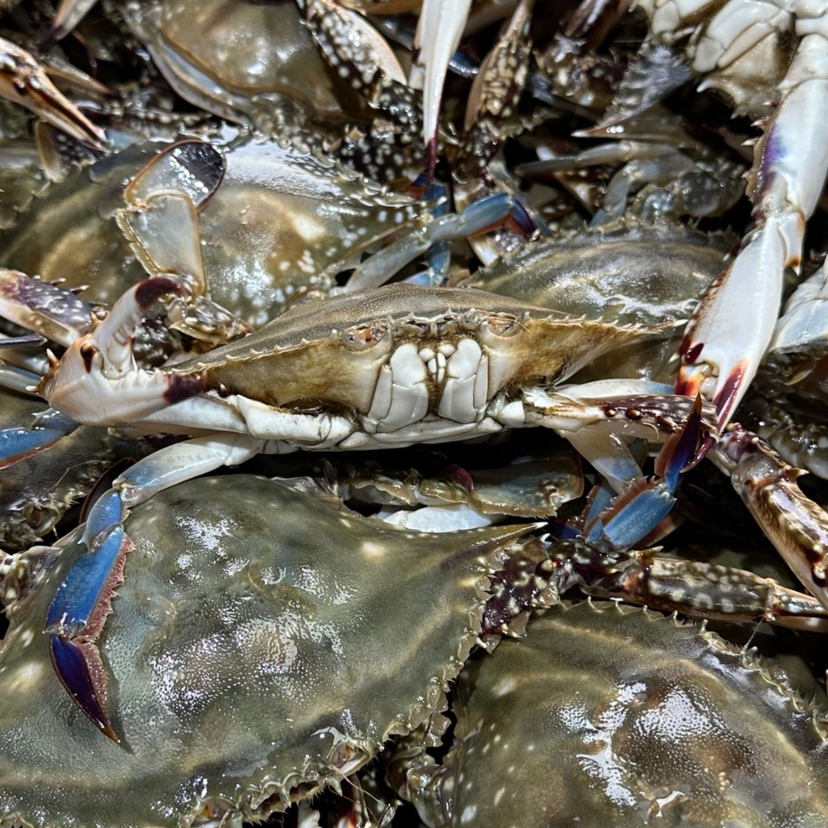 국내산 서해 활 숫꽃게 특대 1kg(2-3미내외)