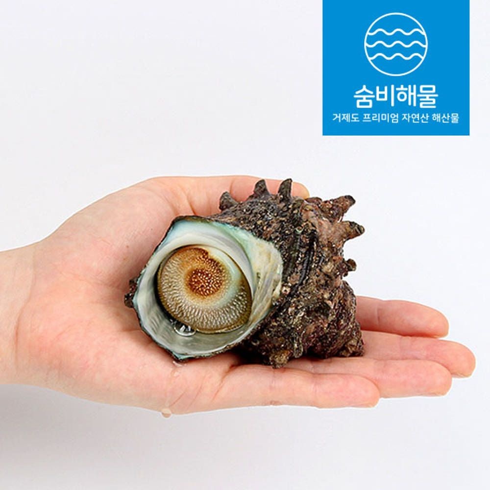 숨비해물 숨비해물 거제 해녀 소라 자연산 뿔소라 회 1kg