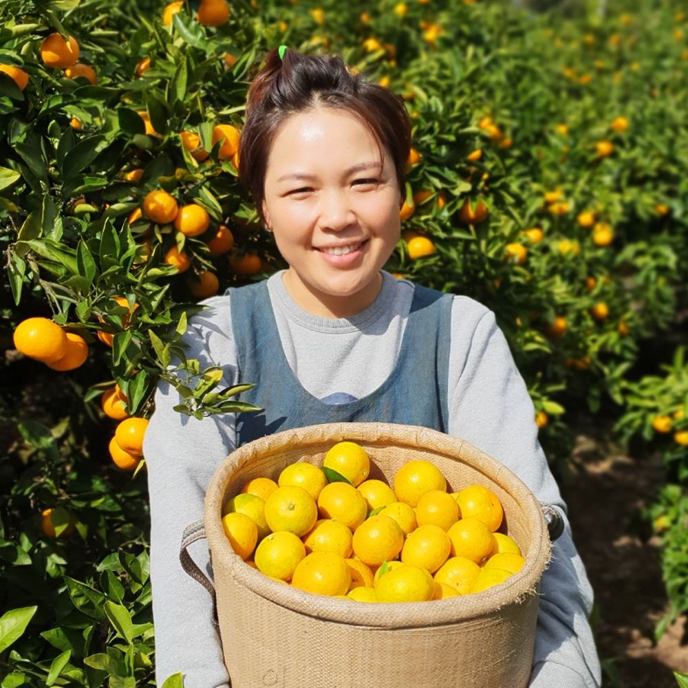 [제주 산지직송] 극조생 노지감귤 5kg 로얄과 무료배송