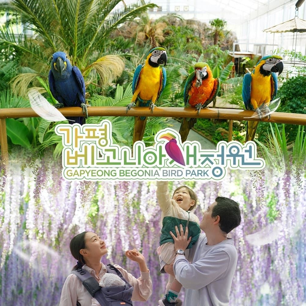 gapyeong begonia bird park [경기] 가평 베고니아 새정원 입장권