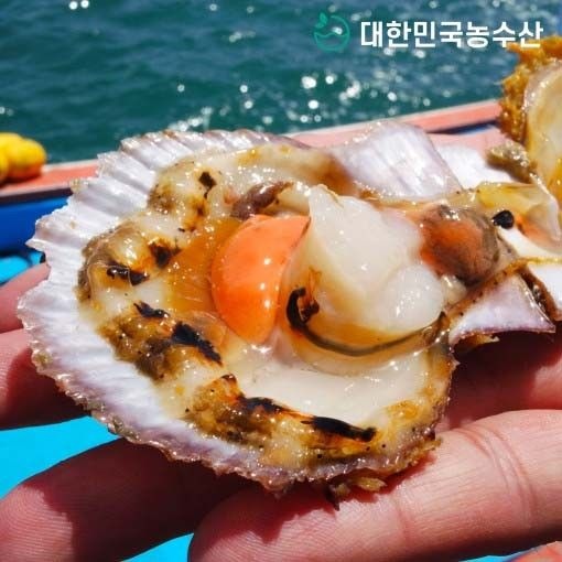 어업회사법인 바다드림 주식회사 [대한민국농수산]국내산 제철 홍가리비 2kg 외 특품 가리비