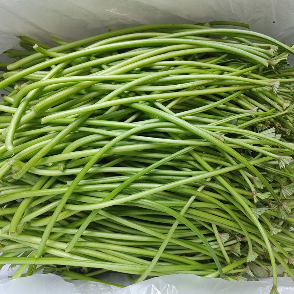 잎제거 고구마줄기 고구마순 2kg 3kg 산지직송 당일수확