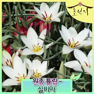 [초선지] 원종 튤립 실비아 추식 구근 tulipa sylvia