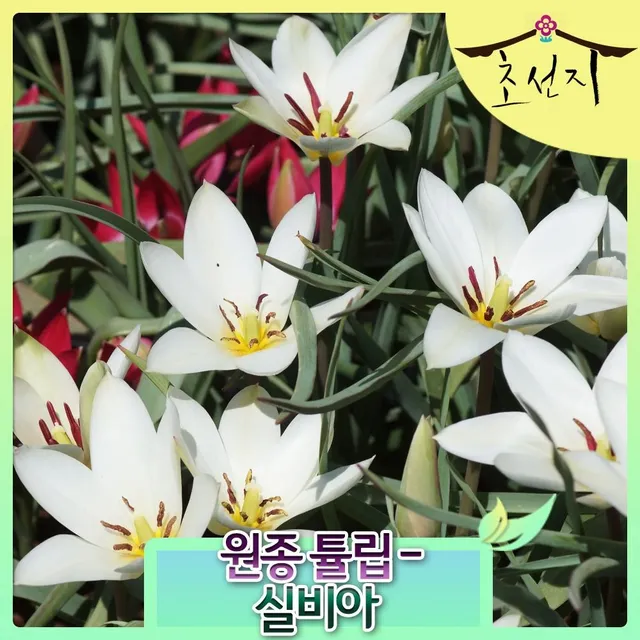 [초선지] 원종 튤립 실비아 추식 구근 tulipa sylvia