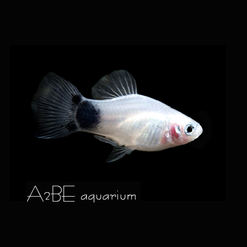 [에이투비]화이트 미키마우스 플래티 / 2cm 전후 / 5마리