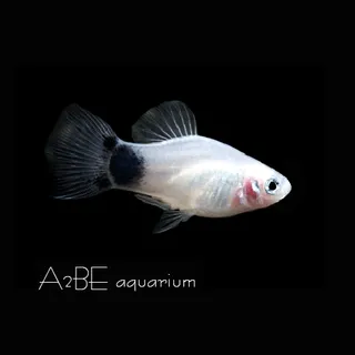 [에이투비]화이트 미키마우스 플래티 / 2cm 전후 / 5마리