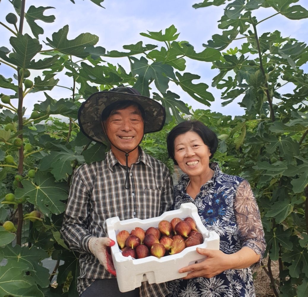 [GAP 인증] 당일수확 무화과 청무화과 제철 1kg [농장직영]