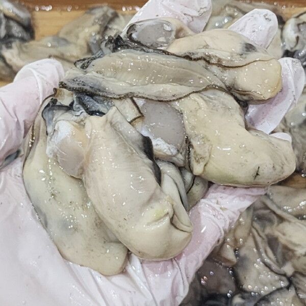 장보리 [장보리] 산지직송 통영 굴 생굴 1kg