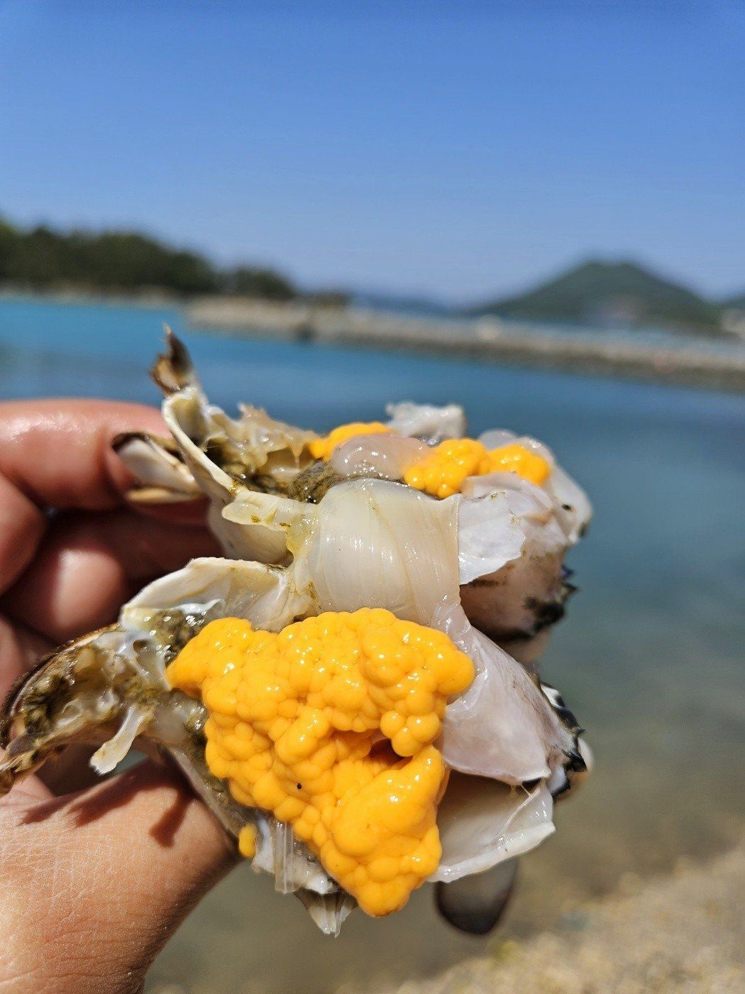 꽃게 꽃게찜 꽃게탕 서해안꽃게 급냉암꽃게 냉동암꽃게 급냉꽃게 냉동꽃게 1kg